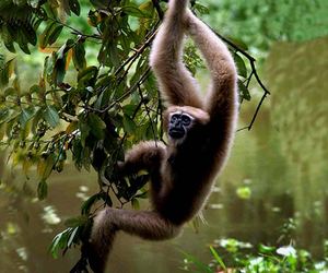 SELBALGRE HOOLOCK GIBBON RESERVE: Where Sacred Forests Shelter India's Only Apes